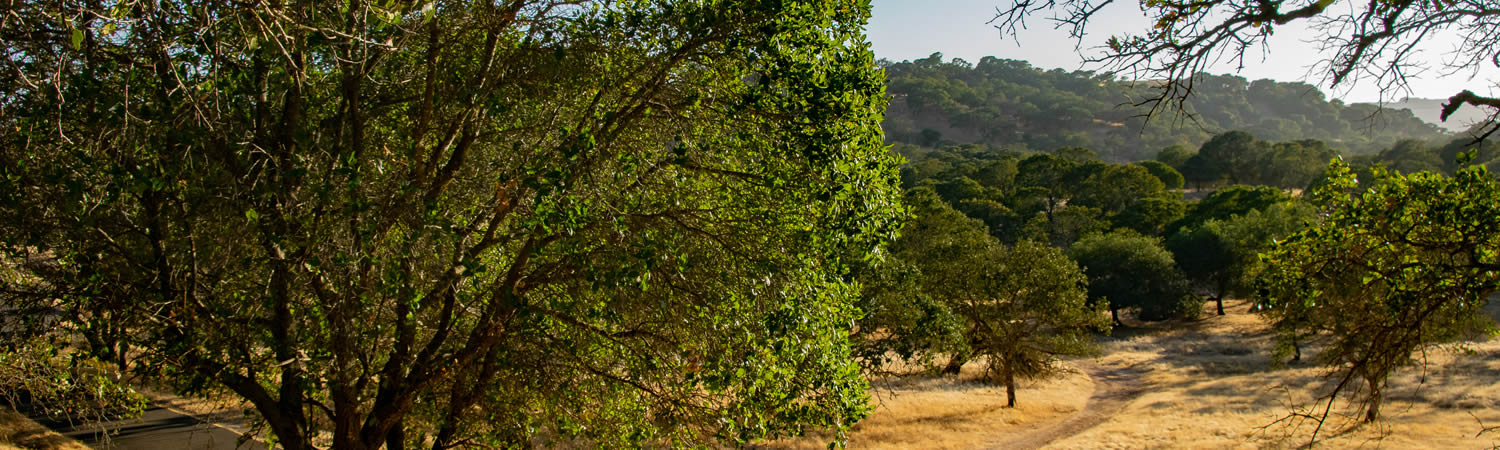 Banner image of Green Valley